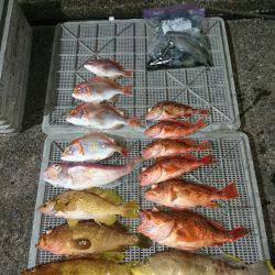 ARCADIAⅡ (アルカディアⅡ) 釣果