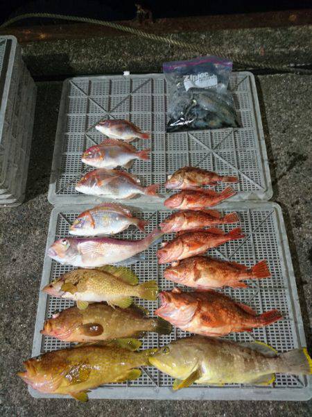 ARCADIAⅡ (アルカディアⅡ) 釣果