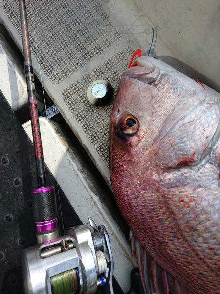 ARCADIAⅡ (アルカディアⅡ) 釣果