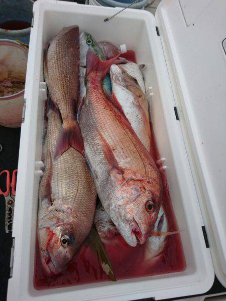 ARCADIAⅡ (アルカディアⅡ) 釣果