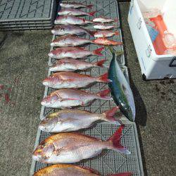 ARCADIAⅡ (アルカディアⅡ) 釣果