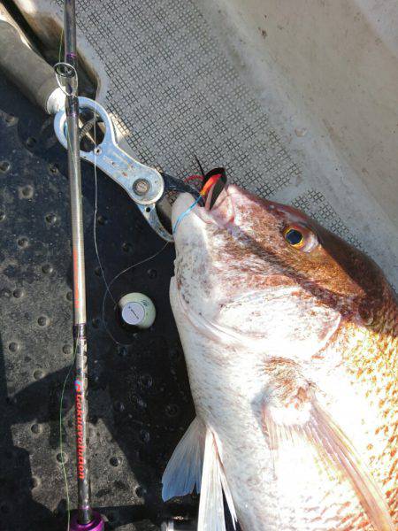 ARCADIAⅡ (アルカディアⅡ) 釣果