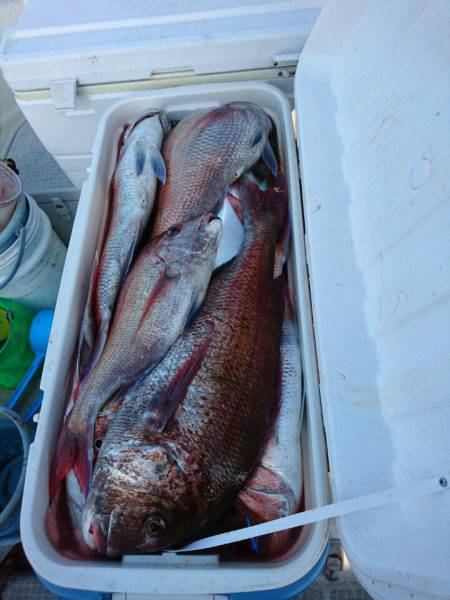 ARCADIAⅡ (アルカディアⅡ) 釣果