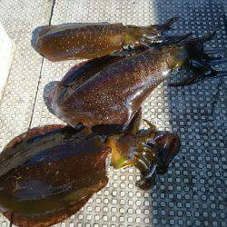 ブルースフィッシングサービス 釣果