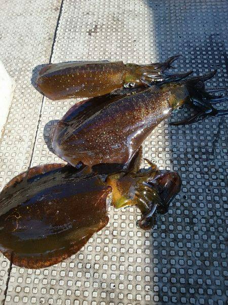 ブルースフィッシングサービス 釣果