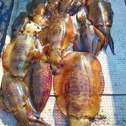 ブルースフィッシングサービス 釣果