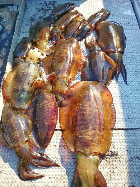 ブルースフィッシングサービス 釣果