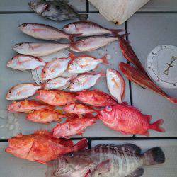 エンペラー 釣果