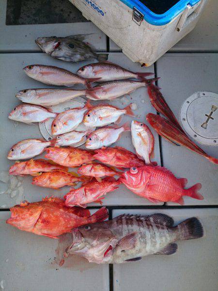 エンペラー 釣果