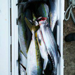 ブルドック 釣果