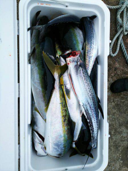 ブルドック 釣果