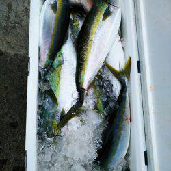 ブルドック 釣果