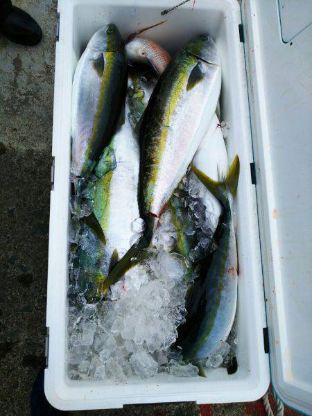 ブルドック 釣果