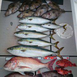 エンペラー 釣果