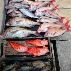 ブルースフィッシングサービス 釣果