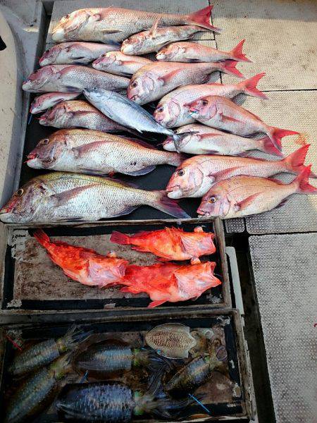 ブルースフィッシングサービス 釣果