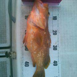 海龍丸(島根) 釣果