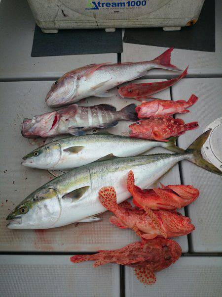 エンペラー 釣果