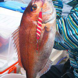 ブルドック 釣果