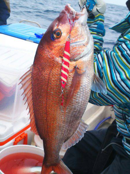 ブルドック 釣果