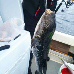 ブルドック 釣果