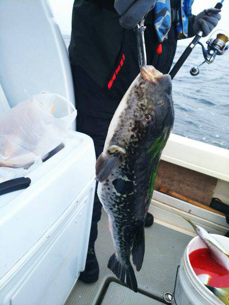 ブルドック 釣果