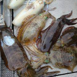 ブルースフィッシングサービス 釣果