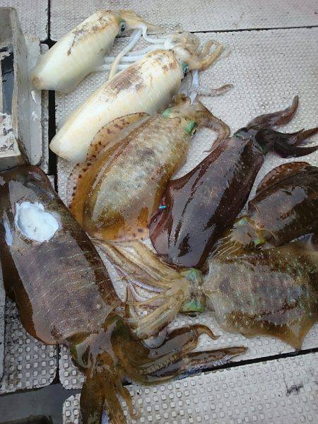 ブルースフィッシングサービス 釣果