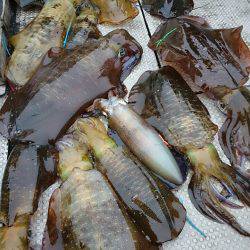 ブルースフィッシングサービス 釣果