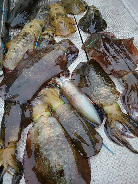 ブルースフィッシングサービス 釣果