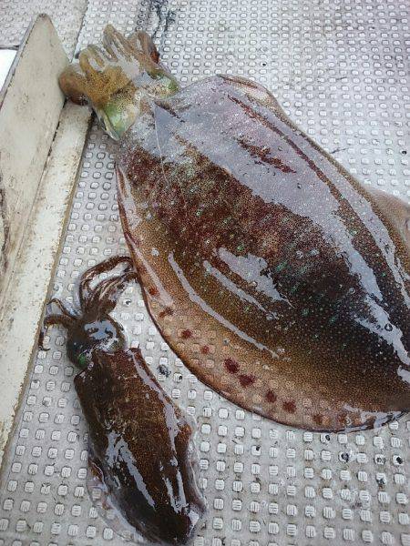 ブルースフィッシングサービス 釣果