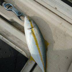 ARCADIAⅡ （アルカディアⅡ） 釣果