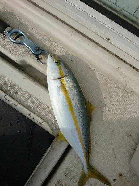 ARCADIAⅡ （アルカディアⅡ） 釣果