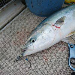 ARCADIAⅡ （アルカディアⅡ） 釣果