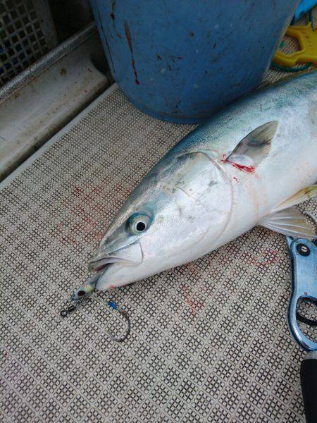 ARCADIAⅡ （アルカディアⅡ） 釣果