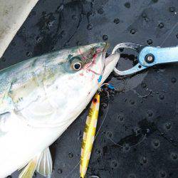 ARCADIAⅡ （アルカディアⅡ） 釣果