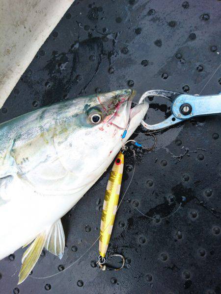 ARCADIAⅡ （アルカディアⅡ） 釣果…