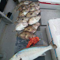 エンペラー 釣果