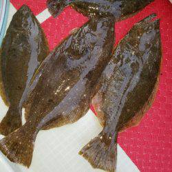 シーライオン 釣果