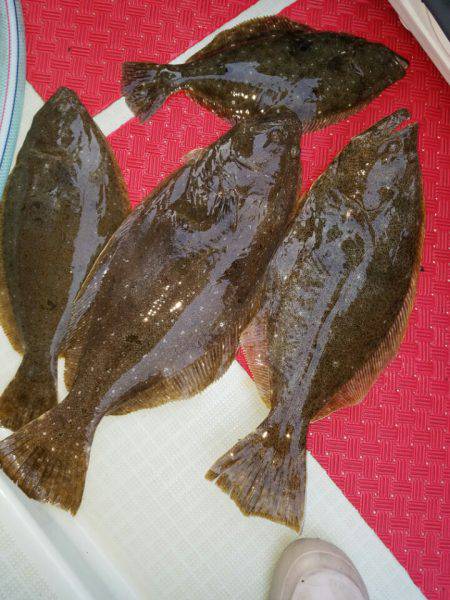 シーライオン 釣果