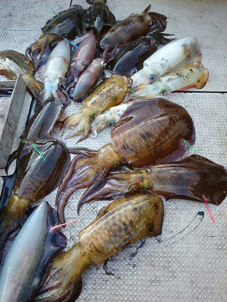 ブルースフィッシングサービス 釣果