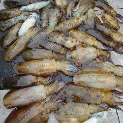 ブルースフィッシングサービス 釣果