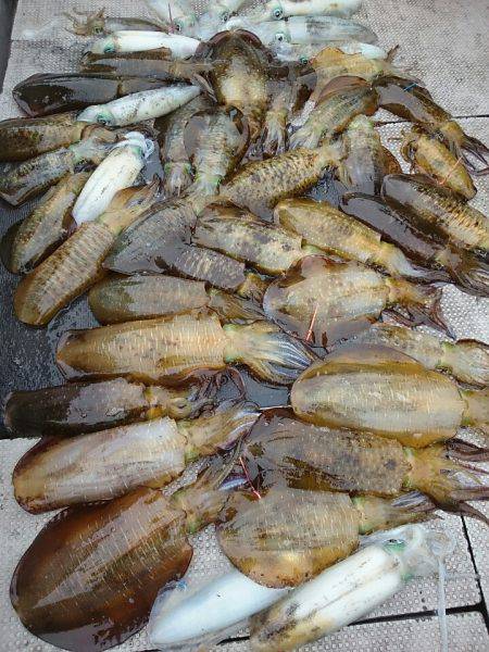 ブルースフィッシングサービス 釣果