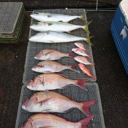 ARCADIAⅡ （アルカディアⅡ） 釣果