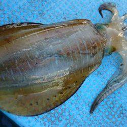 シースナイパー海龍 釣果