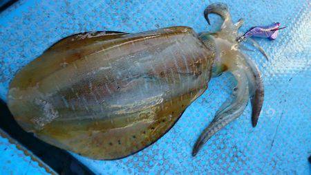 シースナイパー海龍 釣果