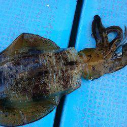 シースナイパー海龍 釣果