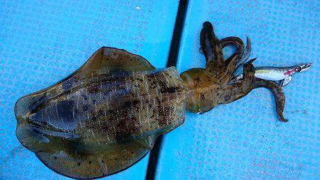 シースナイパー海龍 釣果