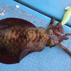 シースナイパー海龍 釣果