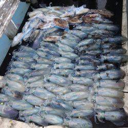 第八 源洋丸 釣果